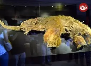 عکس| احتمال بازگرداندن ماموت‌های پشمالو پس از کشف RNA یک لاشه یخ‌زده ۳۹٬۰۰۰ ساله
