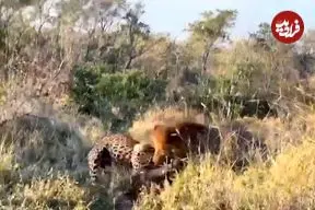 ببینید| وقتی پلنگ می خواهد گراز را شکار کند، اما خودش توسط شیر شکار می شود!