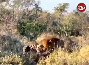 ببینید| وقتی پلنگ می خواهد گراز را شکار کند، اما خودش توسط شیر شکار می شود!