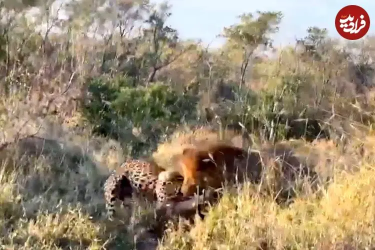 ببینید| وقتی پلنگ می خواهد گراز را شکار کند، اما خودش توسط شیر شکار می شود!