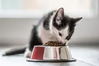 (ویدئو) قلدری بامزه یک بچه گربه هنگام غذا خوردن