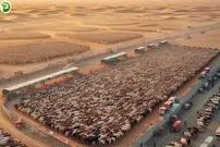 (ویدئو) کشاورزان چینی چگونه صدها هزار گاو را در بیابان پرورش می دهند؟