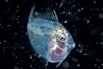 عکس| ماه‌ماهی؛ تنها ماهی خون‌گرم دنیا که دمای بدنش همیشه ۵ درجه بیش‌تر از آب اقیانوس اطراف او است