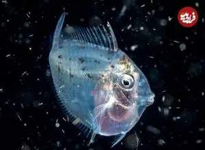 عکس| ماه‌ماهی؛ تنها ماهی خون‌گرم دنیا که دمای بدنش همیشه ۵ درجه بیش‌تر از آب اقیانوس اطراف او است