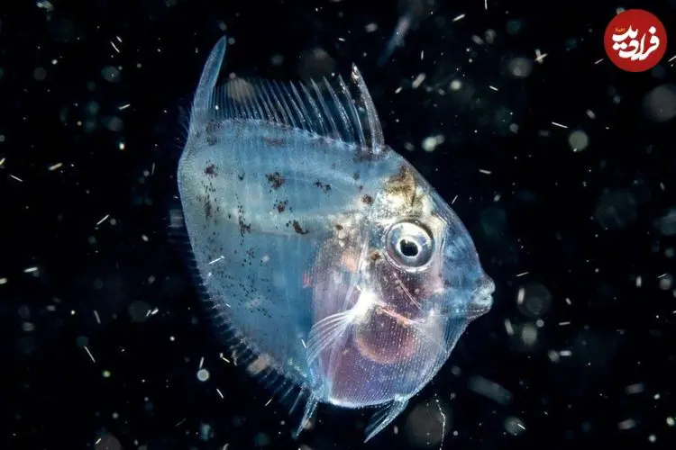 عکس| ماه‌ماهی؛ تنها ماهی خون‌گرم دنیا که دمای بدنش همیشه ۵ درجه بیش‌تر از آب اقیانوس اطراف او است