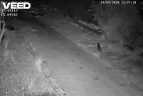 ببینید| سوءاستفاده عجیب از سگ