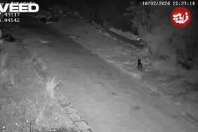 ببینید| سوءاستفاده عجیب از سگ