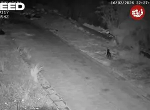 ببینید| سوءاستفاده عجیب از سگ