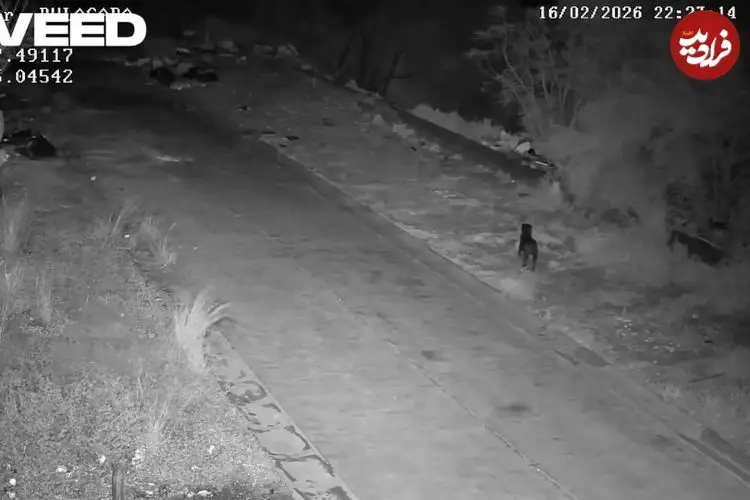 ببینید| سوءاستفاده عجیب از سگ