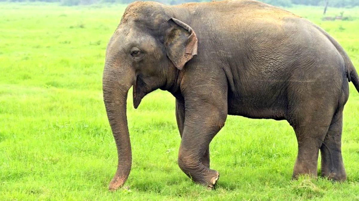 (ویدیو) فیل کنجکاو خودرو سواری را با اسباب بازی اشتباه گرفت