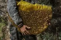 (ویدیو) کشف کندو عسل بزرگ زیر صندلی یک خودرو

