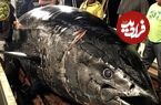 (ویدئو) نحوه برش و پردازش ماهی تن غول پیکر در کارخانه فرآوری ماهی تن