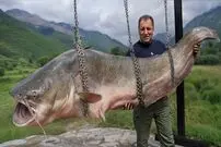 ببینید| غذای روستایی در آذربایجان؛ کباب کردن گربه ماهی در تنور زیر زمینی