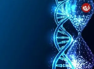 ژن‌ها عامل پیری و جوانی شدند