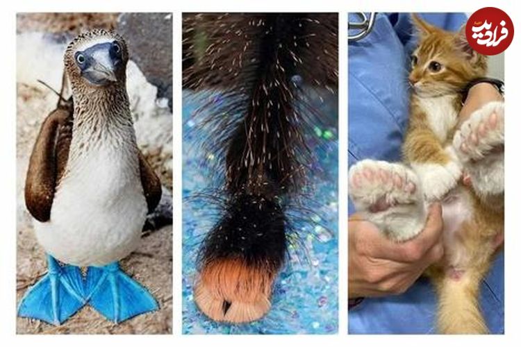 (تصاویر) حیواناتی با عجیب‌ترین پاها