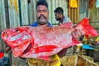 ببییند| برش زدن ماهرانه ماهی اسنپر قرمز توسط ماهی فروش هندی در کنار خیابان