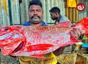 ببییند| برش زدن ماهرانه ماهی اسنپر قرمز توسط ماهی فروش هندی در کنار خیابان