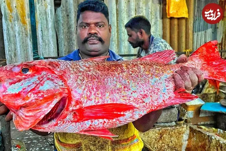 ببییند| برش زدن ماهرانه ماهی اسنپر قرمز توسط ماهی فروش هندی در کنار خیابان