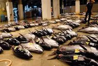 ببینید| غذای خیابانی در ژاپن، برش ماهرانه ماهی تن و تهیه ساشیمی با آن در اوکیناوا