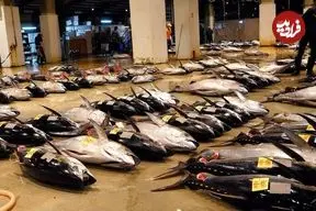 ببینید| غذای خیابانی در ژاپن، برش ماهرانه ماهی تن و تهیه ساشیمی با آن در اوکیناوا