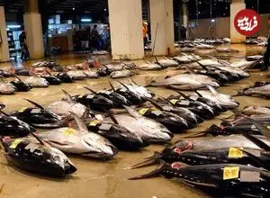 ببینید| غذای خیابانی در ژاپن، برش ماهرانه ماهی تن و تهیه ساشیمی با آن در اوکیناوا