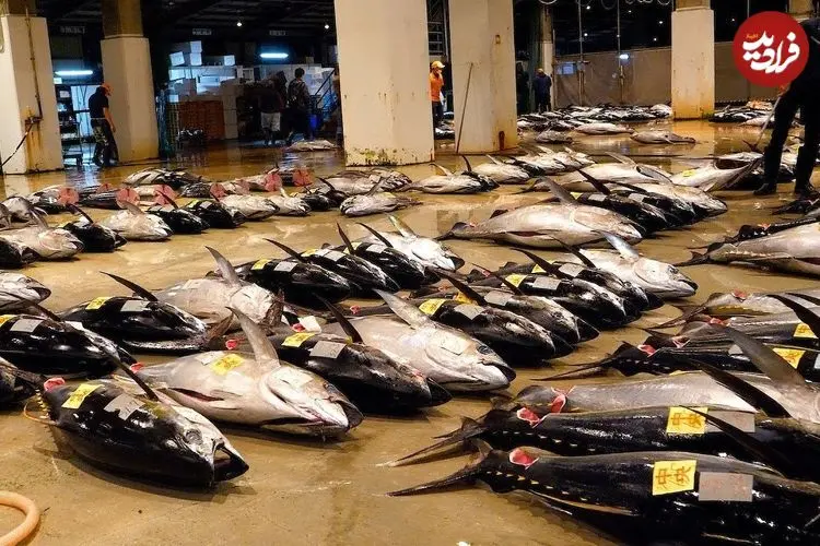 ببینید| غذای خیابانی در ژاپن، برش ماهرانه ماهی تن و تهیه ساشیمی با آن در اوکیناوا