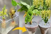 (ویدئو) چگونه موز و انگور را مثل آب خوردن در گلدان پرورش دهیم و برداشت کنیم؟