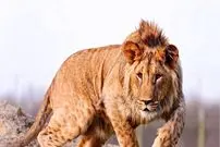 ببینید؛ فیلم تکان‌دهنده از نوجوانی که خوراک شیرهای گرسنه شد؛ ورود مرگبار به داخل قفس که همه را حیرت زده کرد