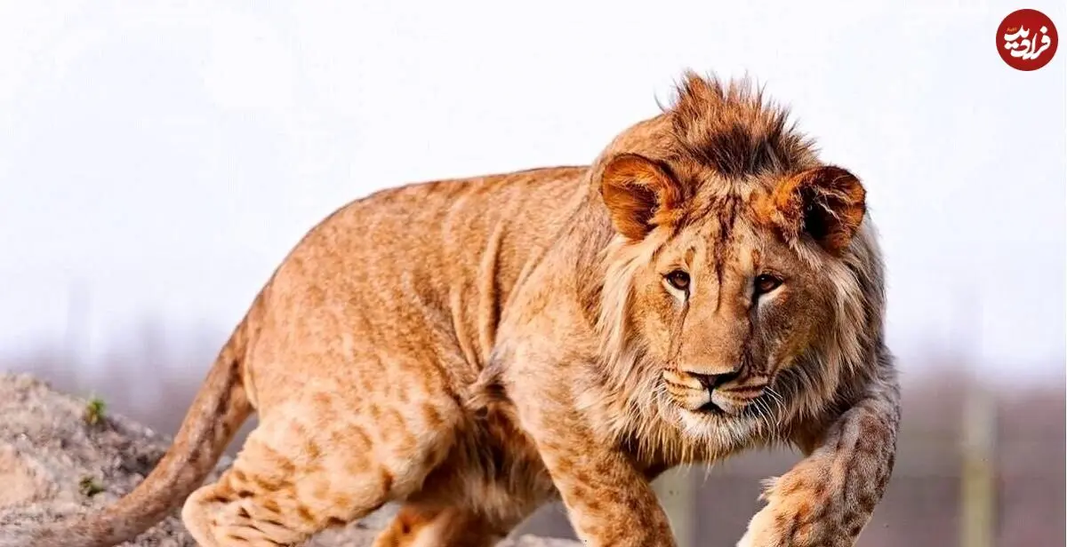 ببینید؛ فیلم تکان‌دهنده از نوجوانی که خوراک شیرهای گرسنه شد؛ ورود مرگبار به داخل قفس که همه را حیرت زده کرد