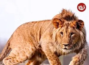 ببینید؛ فیلم تکان‌دهنده از نوجوانی که خوراک شیرهای گرسنه شد؛ ورود مرگبار به داخل قفس که همه را حیرت زده کرد