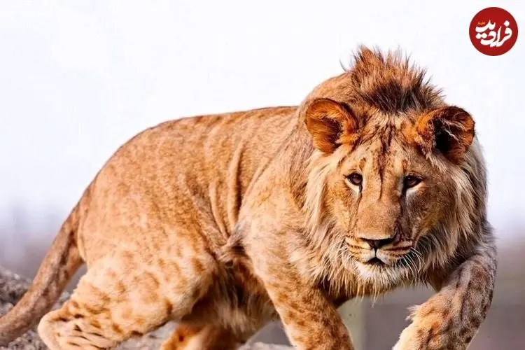 ببینید؛ فیلم تکان‌دهنده از نوجوانی که خوراک شیرهای گرسنه شد؛ ورود مرگبار به داخل قفس که همه را حیرت زده کرد