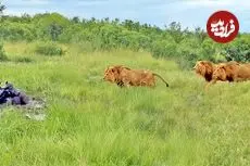 ببینید| سه شیر نر، حمام گِل بوفالو را خراب کردند!