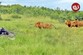 ببینید| سه شیر نر، حمام گِل بوفالو را خراب کردند!