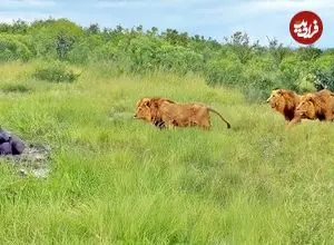 ببینید| سه شیر نر، حمام گِل بوفالو را خراب کردند!