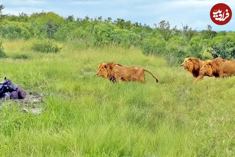 ببینید| سه شیر نر، حمام گِل بوفالو را خراب کردند!