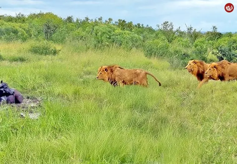ببینید| سه شیر نر، حمام گِل بوفالو را خراب کردند!