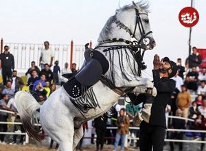 (تصاویر) جشنواره زیبایی اسب اصیل ایرانی