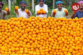 ببینید؛ غذای روستایی در هند؛ تهیه آب پرتقال و دسر با 250 کیلو پرتقال