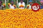 ببینید؛ غذای روستایی در هند؛ تهیه آب پرتقال و دسر با 250 کیلو پرتقال