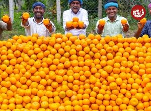 ببینید؛ غذای روستایی در هند؛ تهیه آب پرتقال و دسر با 250 کیلو پرتقال