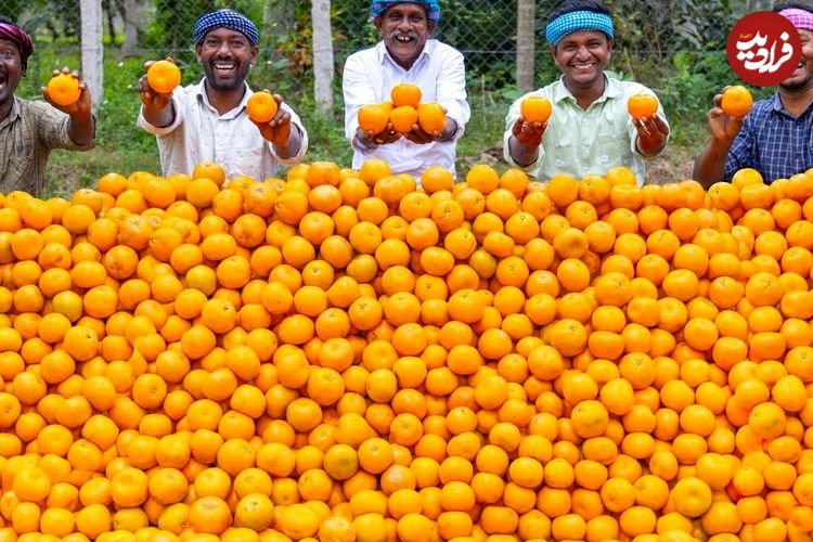 ببینید؛ غذای روستایی در هند؛ تهیه آب پرتقال و دسر با 250 کیلو پرتقال
