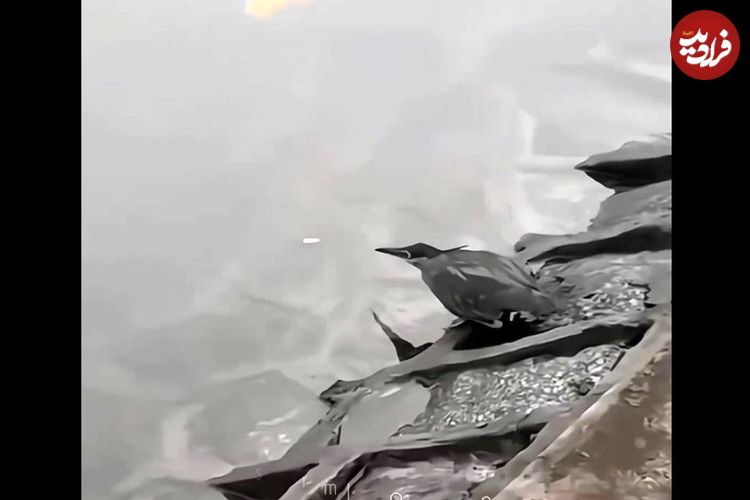 (ویدیو) ماهی‌گیری حرفه‌ای یک پرنده از رودخانه