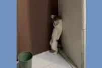 (ویدیو) حرکت عجیب یک گربه 