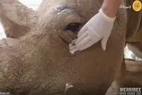 (ویدئو) درمان کرگدنی که از چشم درد رنج می‌برد