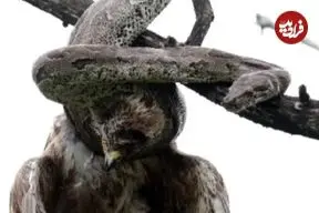 ببینید| مار پیتون یک سارگپه را اعدام کرد!