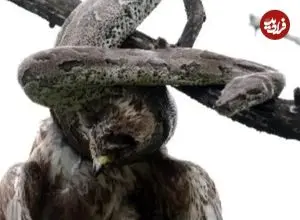 ببینید| مار پیتون یک سارگپه را اعدام کرد!