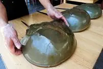 ببینید| غذای خیابانی در تایلند؛ پخت غذاهای خاص با خرچنگ نعل اسبی در بانکوک