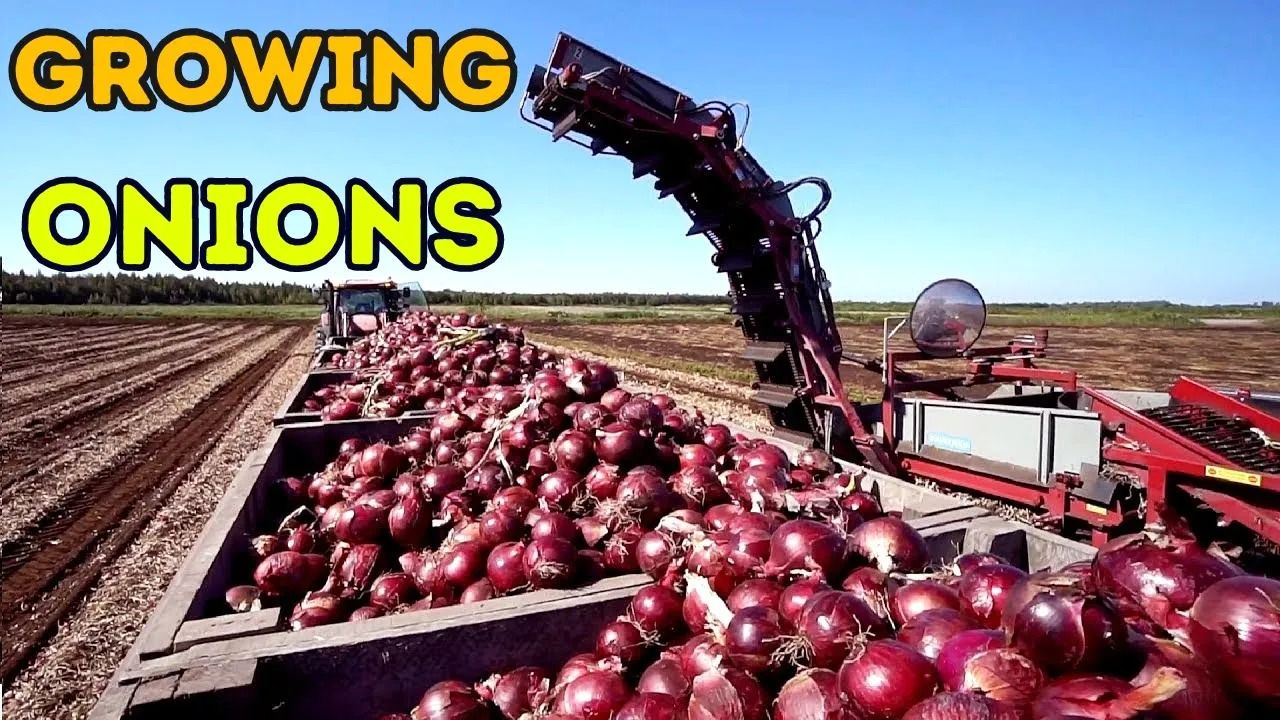 (ویدئو) آمریکایی ها چگونه هزاران تن پیاز را از مزرعه برداشت و بسته بندی می کنند؟