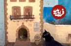 ببینید؛ در اسپانیا حتی گربه‌ها هم خانه دارند!