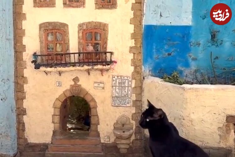 ببینید؛ در اسپانیا حتی گربه‌ها هم خانه دارند!